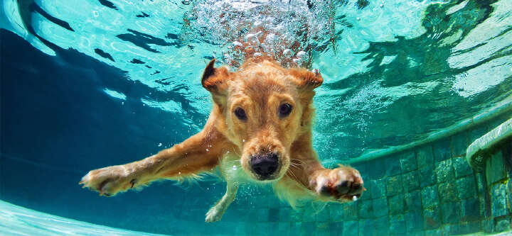 startseite themeneinstieg pool hund 01 1600x500 startseite themeneinstieg pool hund 01 1600x500